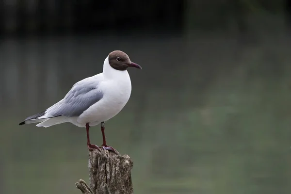 Mouette Tête Noire Chroicocephalus Ridibundus Perchée Sur Poteau — Photo