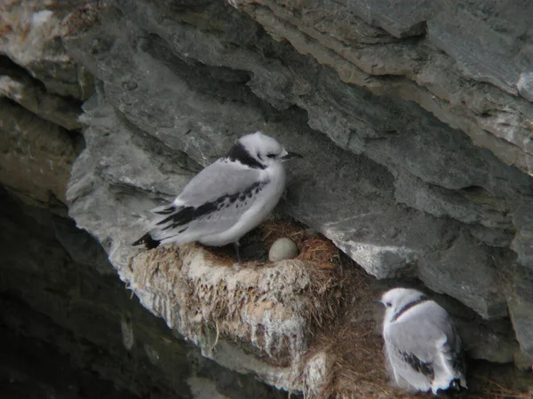 Kittiwake Pattes Noires Rissa Tridactyla Avec Nid Œuf — Photo