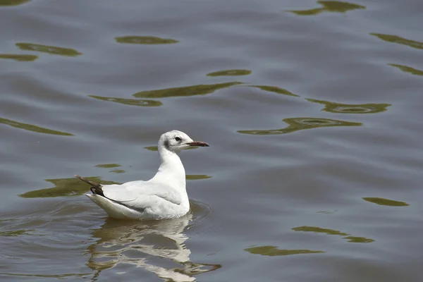 Gri Başlı Bir Martı Chroicocephalus Cirrocephalus Suyun Üzerinde — Stok fotoğraf