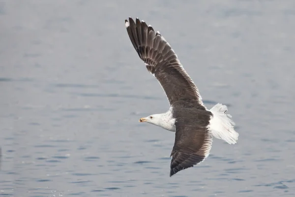 Великий Чорноспинний Gull Larus Marinus Польоті — стокове фото