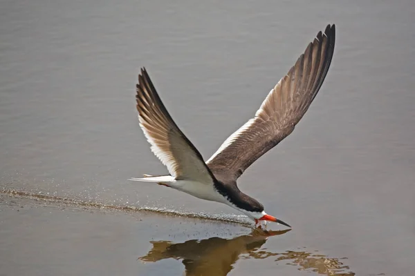 Black Skimmer Rynchops Niger Skimming Flight — Stock Photo, Image