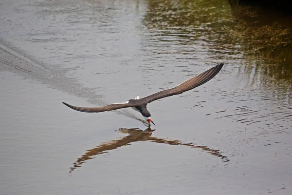 Een Uitzicht Van Black Skimmer Rynchops Niger Vissen — Stockfoto