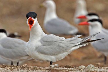 Bir Caspian Tern, Hydroprogne Caspia, arıyor.