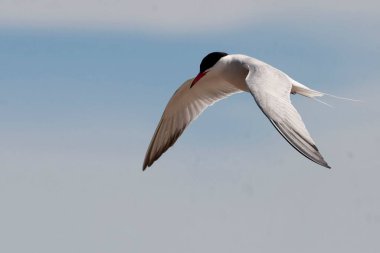 Bir Tern, Sterna hirundo, uçuyor.