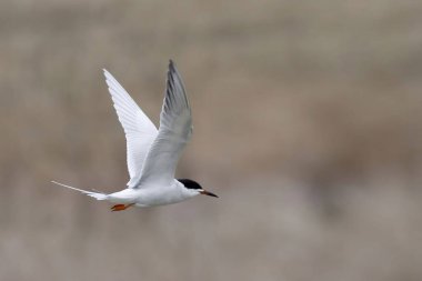 Bir Forster 's Tern, Sterna Forster, uçuyor.