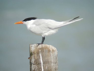 Bir Royal Tern, Thalasseus maximus, tünemiş. 