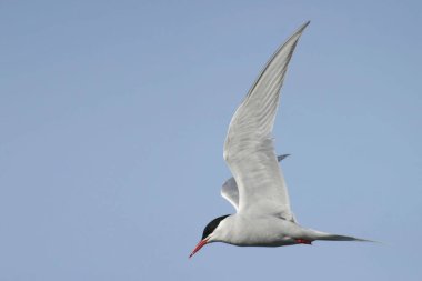 Bir Güney Amerika Tern 'i, Sterna hirundinacea, uçuyor.