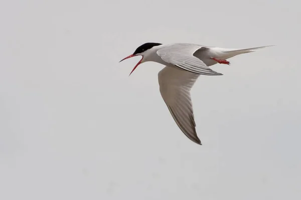 Közös Tern Sterna Hirundo Repülés Közben — Stock Fotó