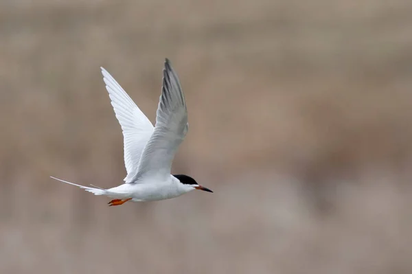 Ένα Forster Tern Sterna Forsteri Πτήσει — Φωτογραφία Αρχείου