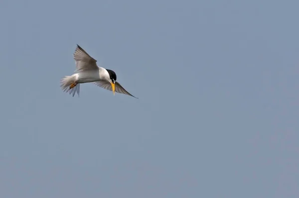 Een Uitzicht Van Vlucht Least Tern Sternula Antillarum — Stockfoto