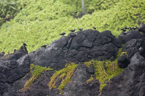Widok Black Noddy Anous Minutus Hawajach — Zdjęcie stockowe