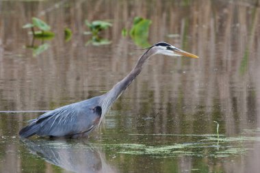 Bir Büyük Mavi Balıkçıl, Ardea kahramanları, suda.