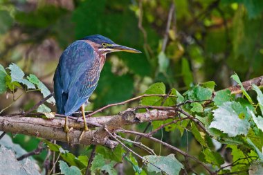 Bir yeşil balıkçıl, Butorides manzaralı, tünemiş