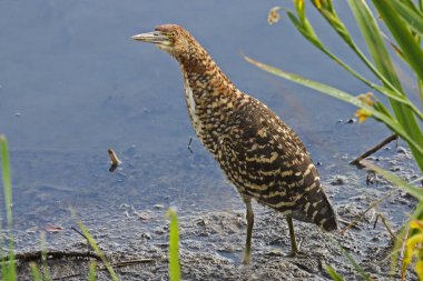 Bir Rufescent Tiger Heron, Tigrisoma lineatum, juvenile