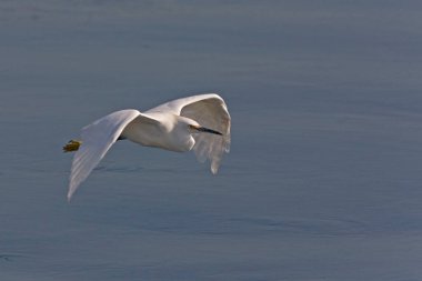 A Snowy Egret, Egretta thula, flying clipart