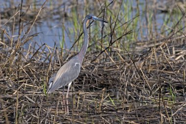 Üç renkli balıkçıl, Egretta üç renkli, bataklıkta