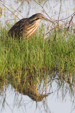 Bir Amerikan Bittern Dikey, Botaurus mercimeği