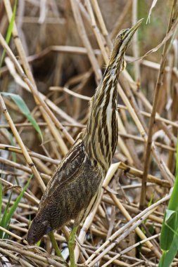 Uyanık Amerikan Bittern, Botaurus mercimeği