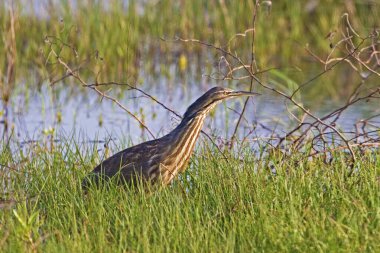 Bataklıkta bir Amerikan Bittern, Botaurus mercimeği 