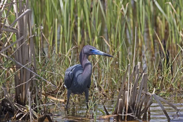 Mała Niebieska Czapla Egretta Caerulea Bagnie — Zdjęcie stockowe