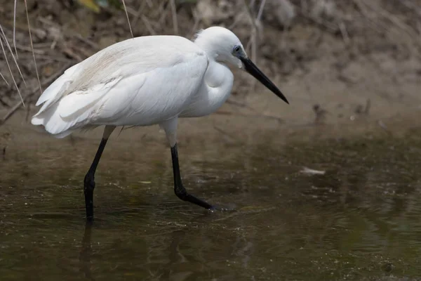 Seidenreiher Egretta Garzetta Wasser — Stockfoto