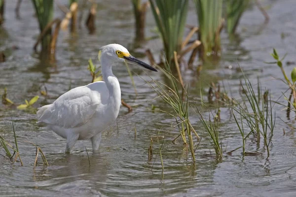 Snowy Egretta Thula Bagnach — Zdjęcie stockowe