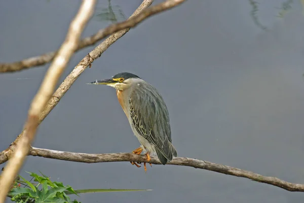 Striated Heron Butorides Striata Upphöjd — Stockfoto