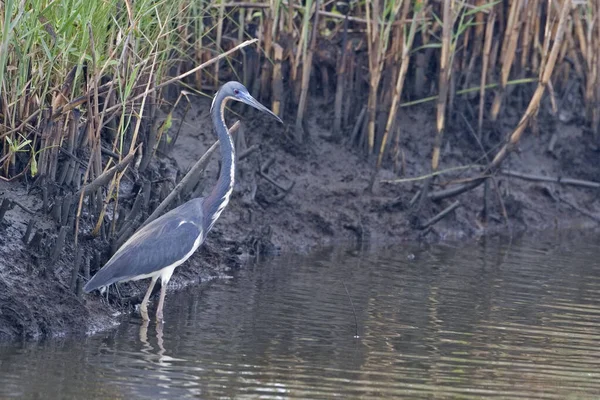 Tricolored Czapla Egretta Tricolor Wodzie — Zdjęcie stockowe