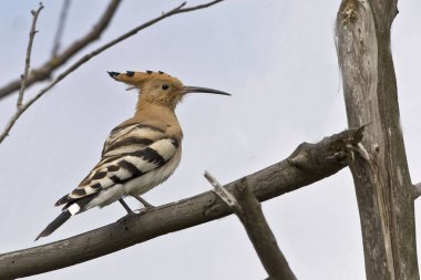 Bir Avrasyalı Hoopoe, Upupa epops, ağaçta tünemiş.