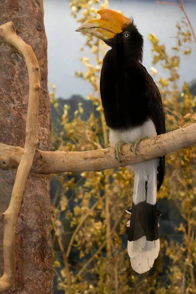 Verticale Rhinoceros Hornbill Buceros Rhinoceros Appollaiato — Foto Stock