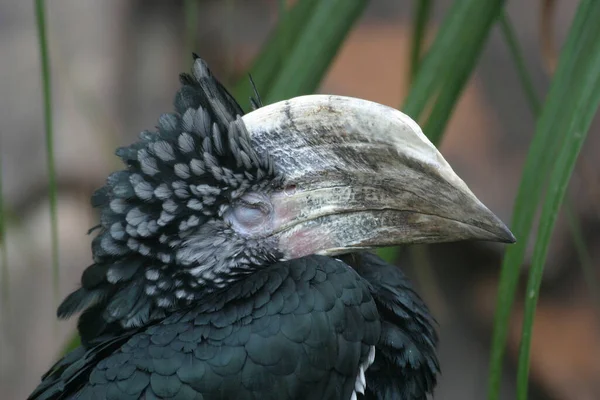 Een Zilverachtige Neushoornvogel Bycanistes Brevis Profiel — Stockfoto