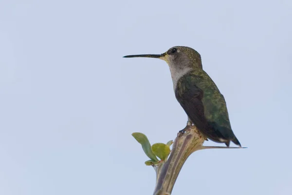 Egy Fekete Állú Kolibri Archilochus Alexandri Ült — Stock Fotó