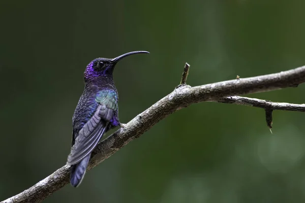 Ένα Violet Saberwing Campylopterus Hemileucurus Πέρκα — Φωτογραφία Αρχείου