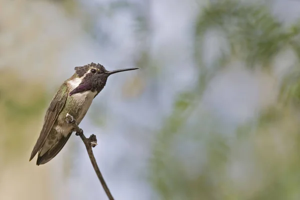 Koliber Anny Calypte Anna Siedzący — Zdjęcie stockowe