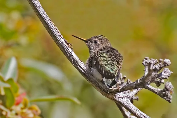 Fêmea Anna Hummingbird Calypte Anna Empoleirado — Fotografia de Stock