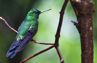 Yeşil Taç Giyen Erkek Parlak, Heliodoxa Jacula