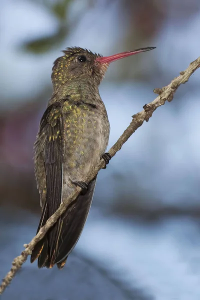 Függőleges Aranyozott Zafír Hylocharis Chrysura Ültetett — Stock Fotó