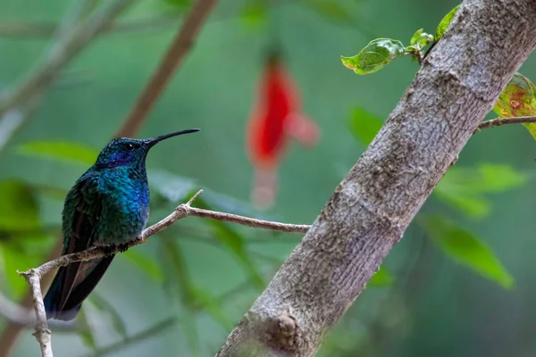 Μια Κουρνιασμένη Μικρή Βιολέτα Colibri Thalassinus — Φωτογραφία Αρχείου