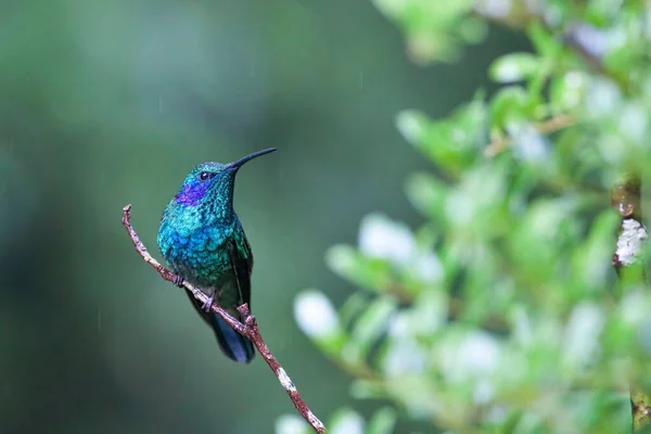 Lesser Violetrir Colibri Thalassinus Πέρκα — Φωτογραφία Αρχείου