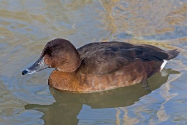 Dişi bir kalın kafalı ya da beyaz gözlü ördek, Aythya australis