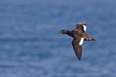 Beyaz kanatlı dişi bir İskoç, Melanitta deglandi, uçuyor.