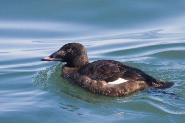 Beyaz kanatlı dişi bir İskoç, Melanitta deglandi, gölde yüzüyor.