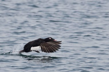 A Male White-winged Scoter, Melanitta deglandi, taking off from the water clipart