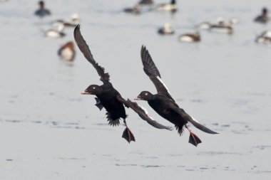 Beyaz kanatlı bir çift İskoç, Melanitta deglandi, uyum içinde uçuyor.