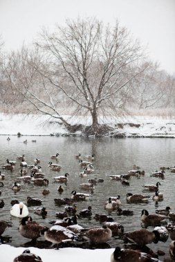 Göldeki kış koşullarında su kuşunun dikey görüntüsü