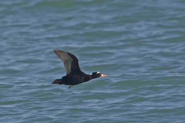 Ein Männlicher Surfschotte Melanitta Perspicillata Auf Der Flucht — Stockfoto