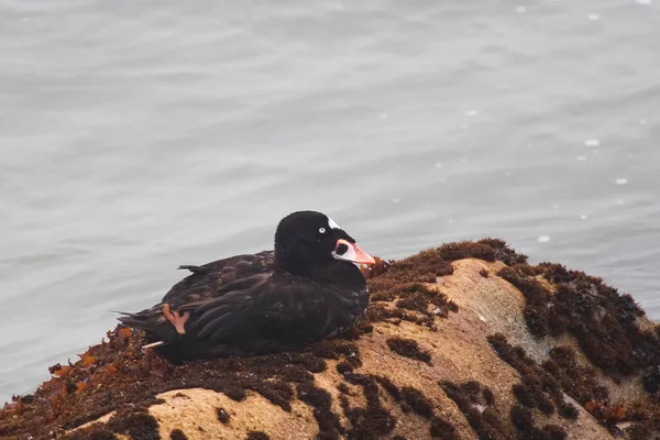 Une Macreuse Surf Mâle Melanitta Perspicillata Reposant Sur Rivage — Photo