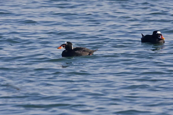 Ein Paar Männlicher Surf Scoter Melanitta Perspicillata — Stockfoto