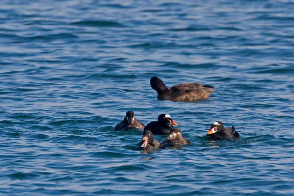 Eine Gruppe Surf Scoter Melanitta Perspicillata Auf Dem Wasser — Stockfoto