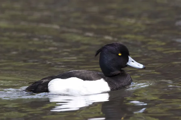 Een Mannelijke Getufte Eend Aythya Fuligula Van Dichtbij Bekijken — Stockfoto